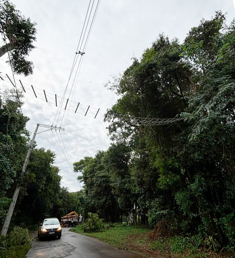Fauna local recebe cuidado especial em modernização de rede elétrica